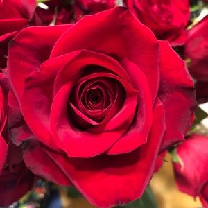 Meet your Posher, Vivian